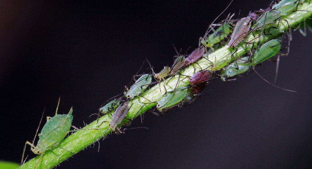Scientists are using CRISPR-based technology to target agricultural pests