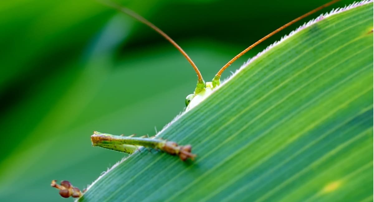 Low Insect Intensification of agriculture is the main driver of declining insect ...