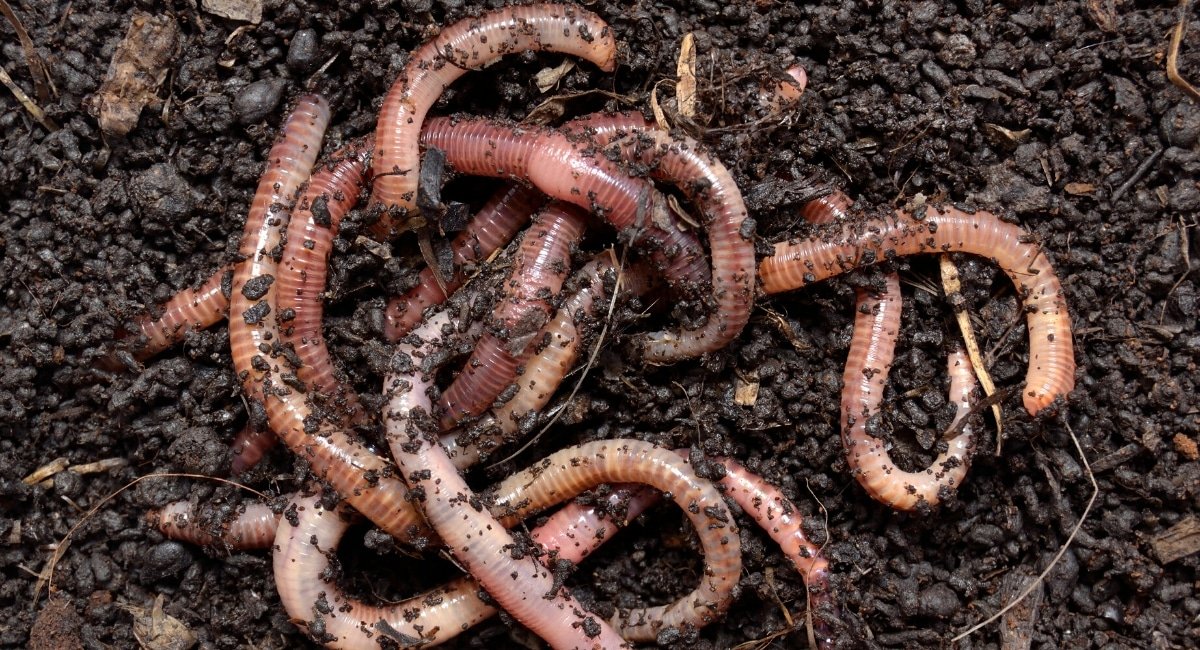Global earthworm map: Largest dataset on soil biodiversity to date