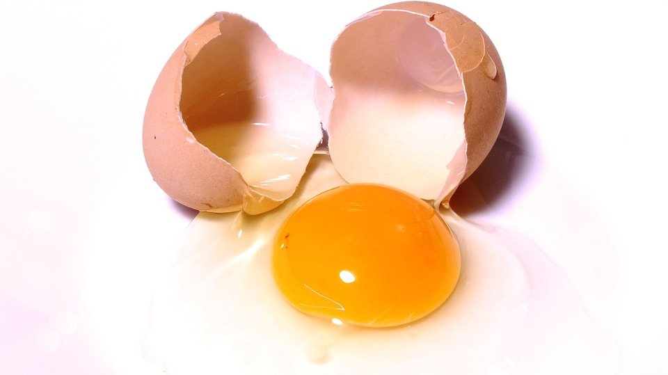 Fungusproduced egg white could be a more sustainable alternative to
