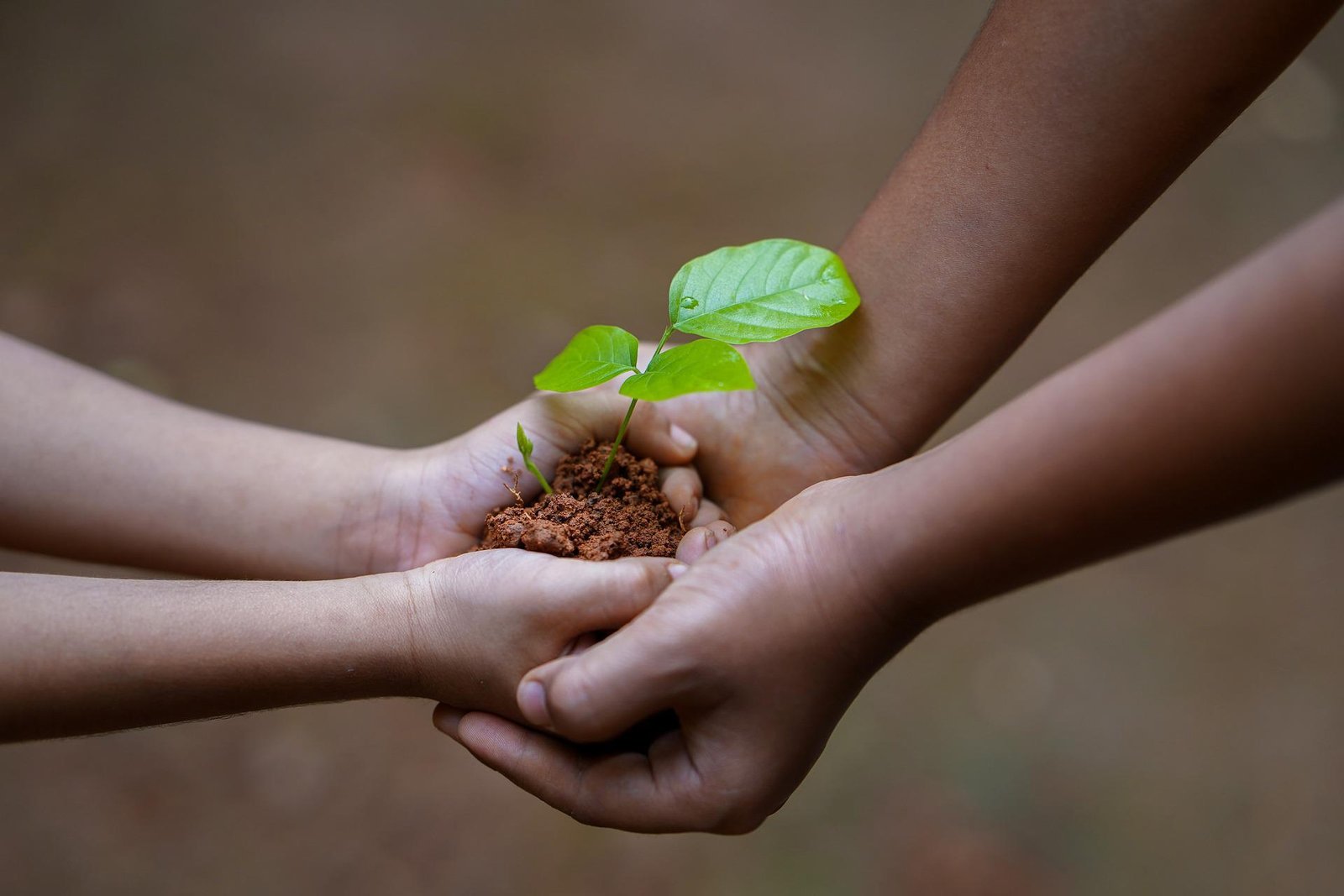 L'agriculture de conservation des sols une solution vertueuse pour des ...