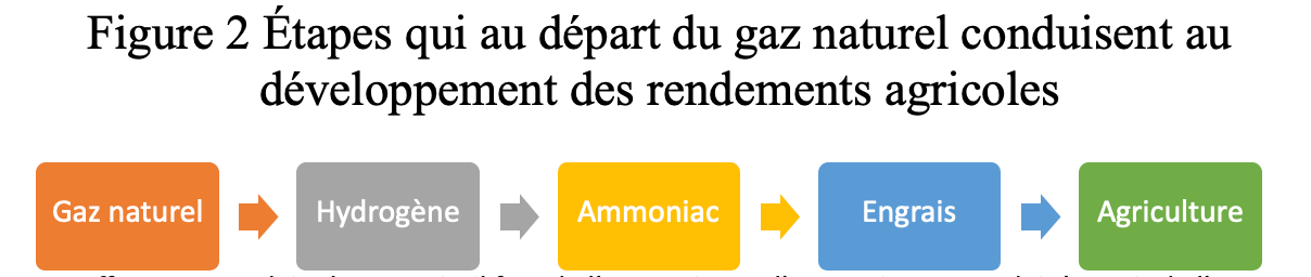 Figure 2 Étapes qui au départ du gaz naturel conduisent au développement des rendements agricoles