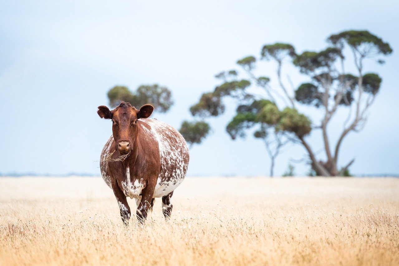 Red algae added to cow’s manure can reduce methane production