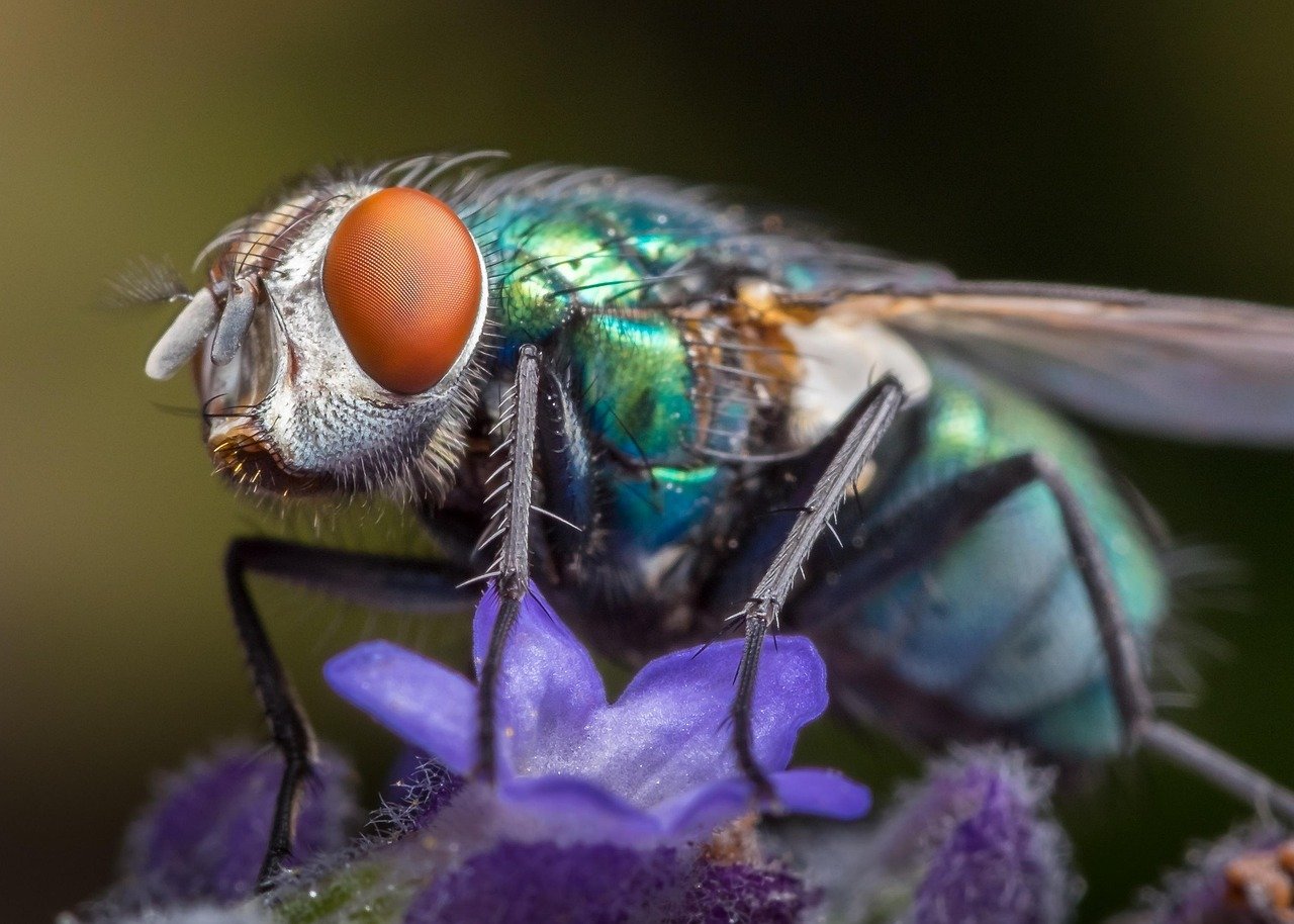 Climate Stress Can Affect Animals for Generations