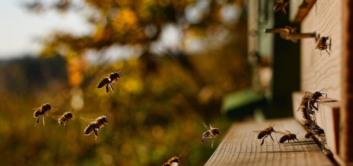 Honeybees know how to social distance themselves to protect against disease