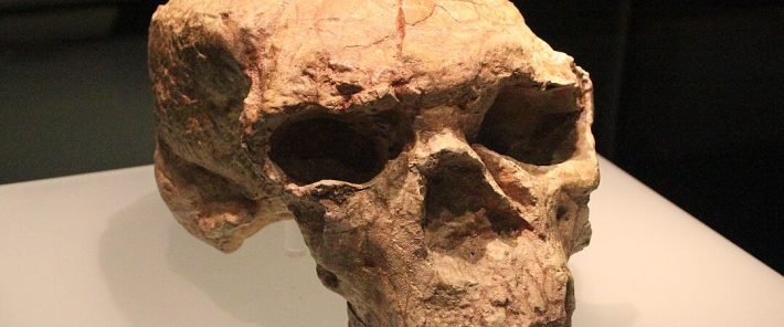 Un crâne vieux d’un million d’années pourrait redessiner l’arbre généalogique humain