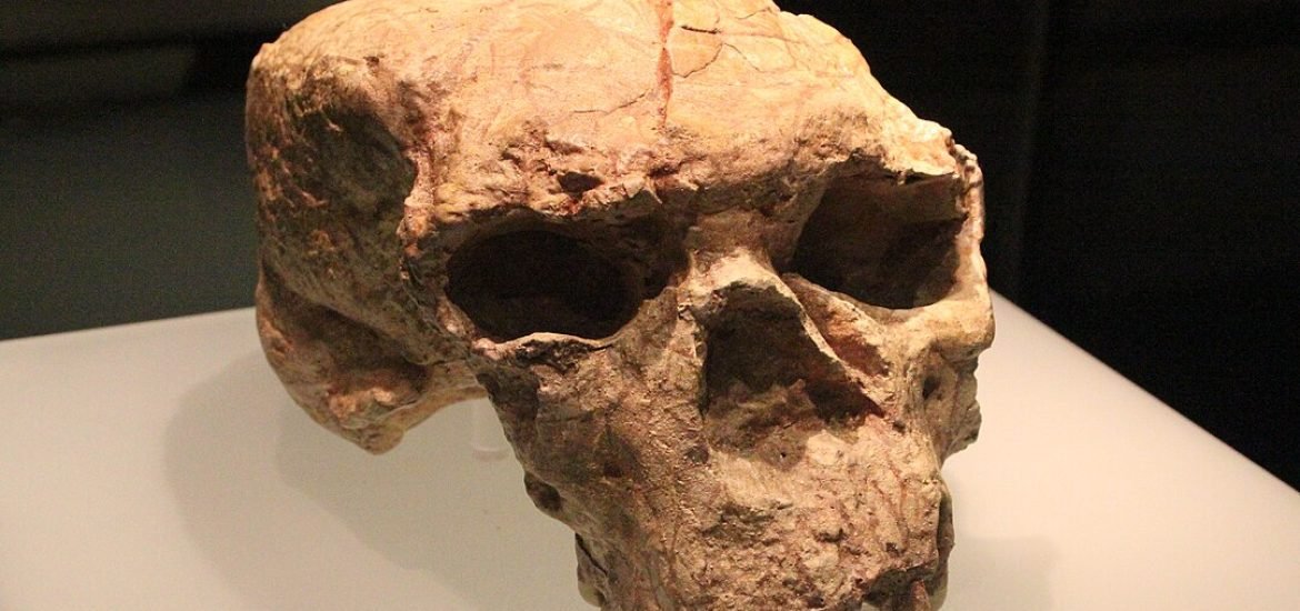 Un crâne vieux d’un million d’années pourrait redessiner l’arbre généalogique humain