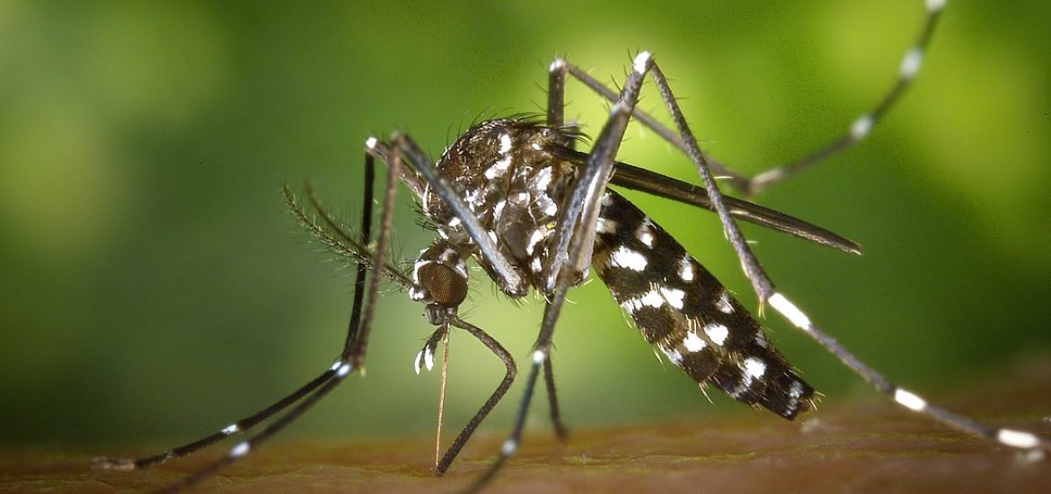 La dengue mieux surveillée grâce à un modèle britannique de prédiction
