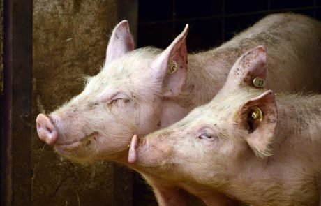 La propagation de la peste porcine africaine inquiète Bruxelles