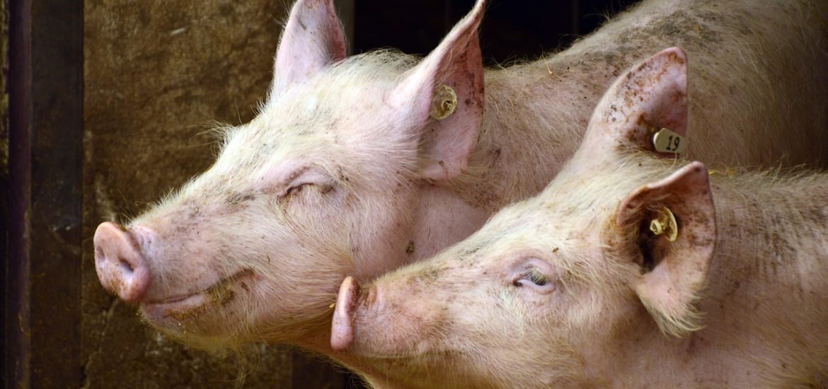 La propagation de la peste porcine africaine inquiète Bruxelles