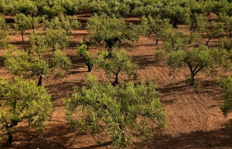 Le Portugal veut recycler ses déchets agricoles en biocarburants