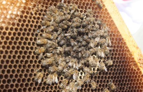 La France décide d’une aide de 3 millions d’euros pour lutter contre la mortalité des abeilles