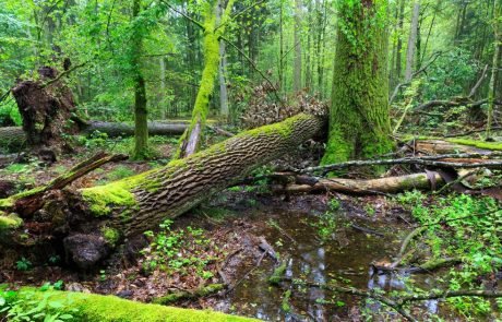 Pologne : les pièges de la transition du fossile vers la biomasse