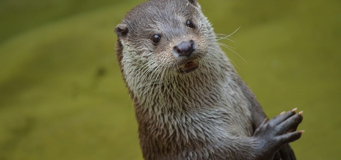 Le commerce de la loutre cendrée est désormais interdit