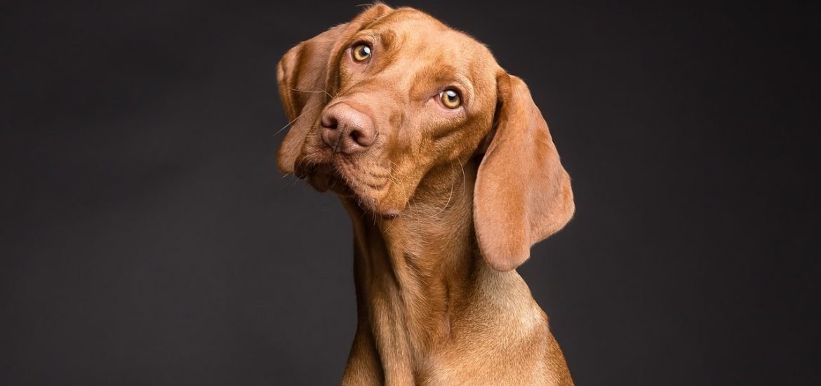 Le niveau de stress d’un chien dépend de celui de son maitre