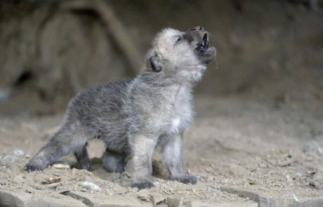 Le loup est aussi capable de jouer à « va chercher » avec l’homme