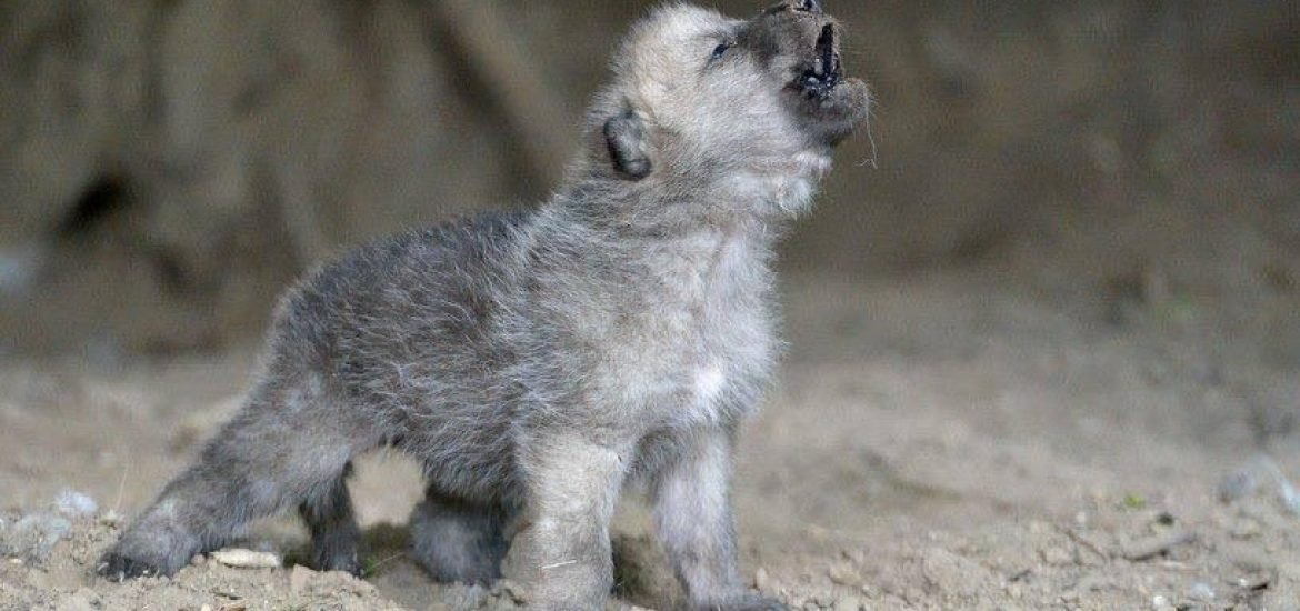 Le loup est aussi capable de jouer à « va chercher » avec l’homme