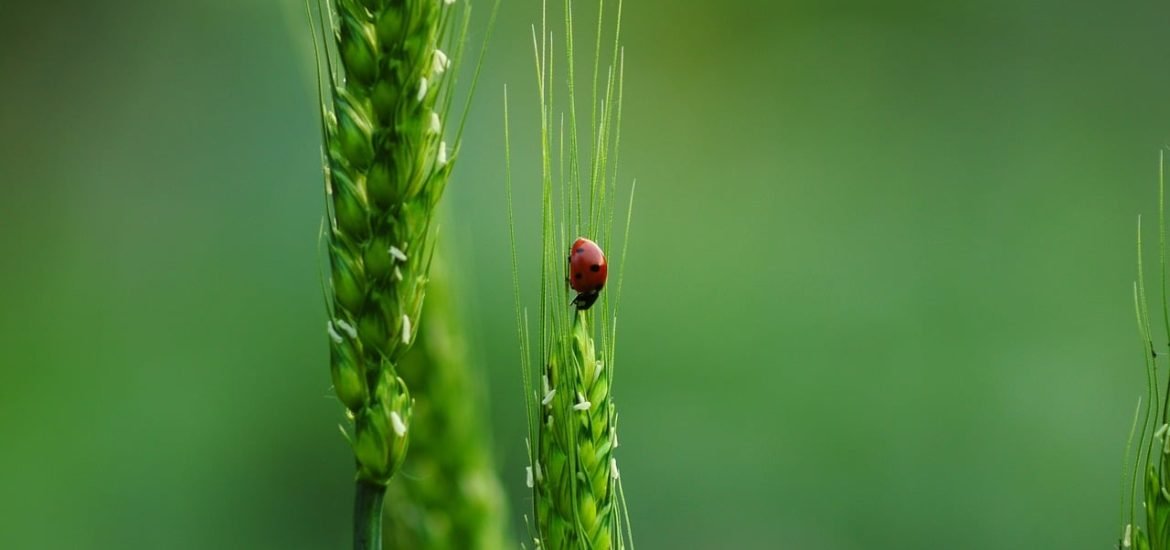 L’homme détruit il la biodiversité ?