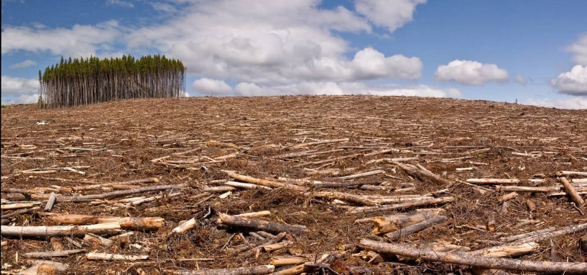 Quelles solutions contre la déforestation importée