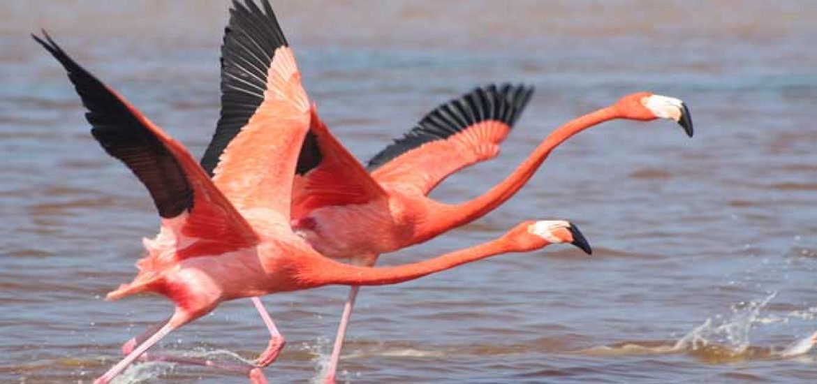 Des bagues pour mieux préserver les flamants roses