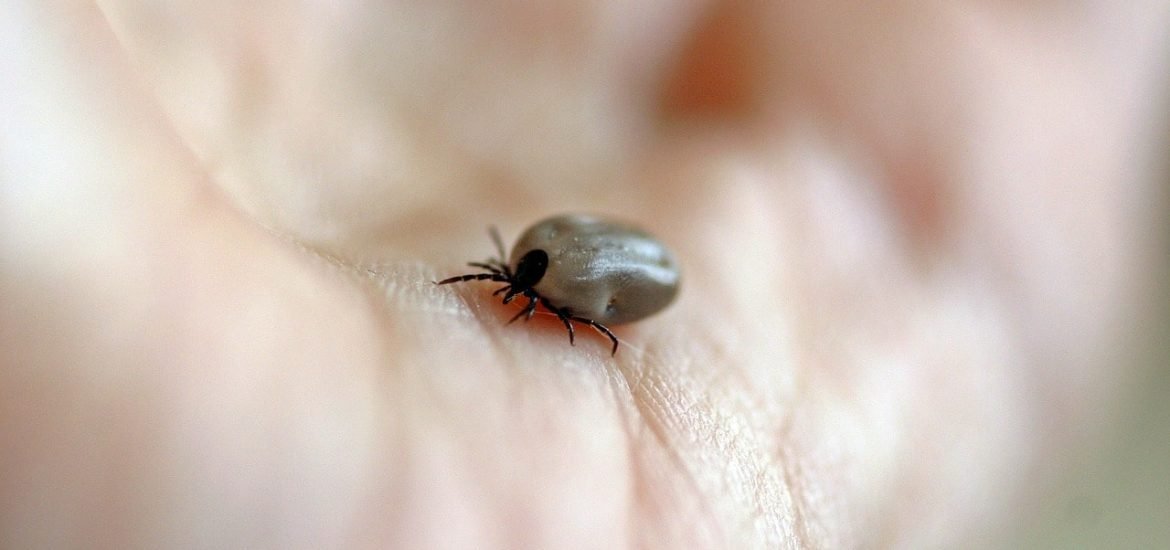 Le Parlement européen veut plus d’uniformité dans la lutte contre la maladie de Lyme