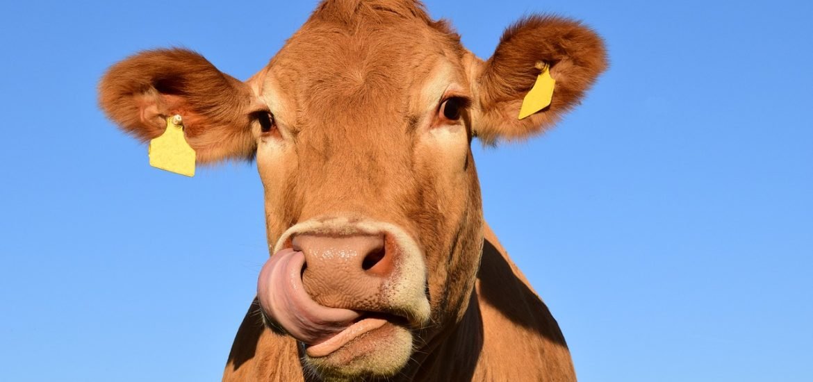 Des aimants pour soigner des vaches atteintes de la maladie des déchets ?