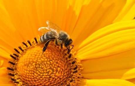 L’UE peine à avancer sur la protection des abeilles