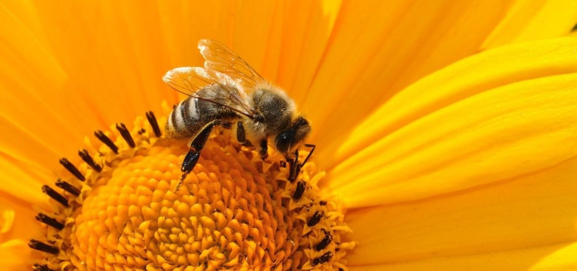 L’UE peine à avancer sur la protection des abeilles