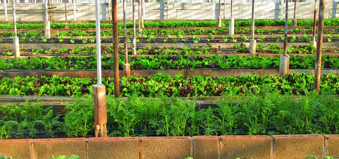 L’agriculture urbaine comme solution multifonctionnelle pour nos villes