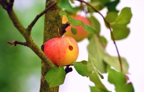 Alertes sur l’alimentation : méfiez-vous aussi du Bio !