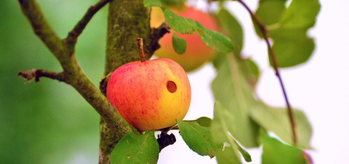 Alertes sur l’alimentation : méfiez-vous aussi du Bio !