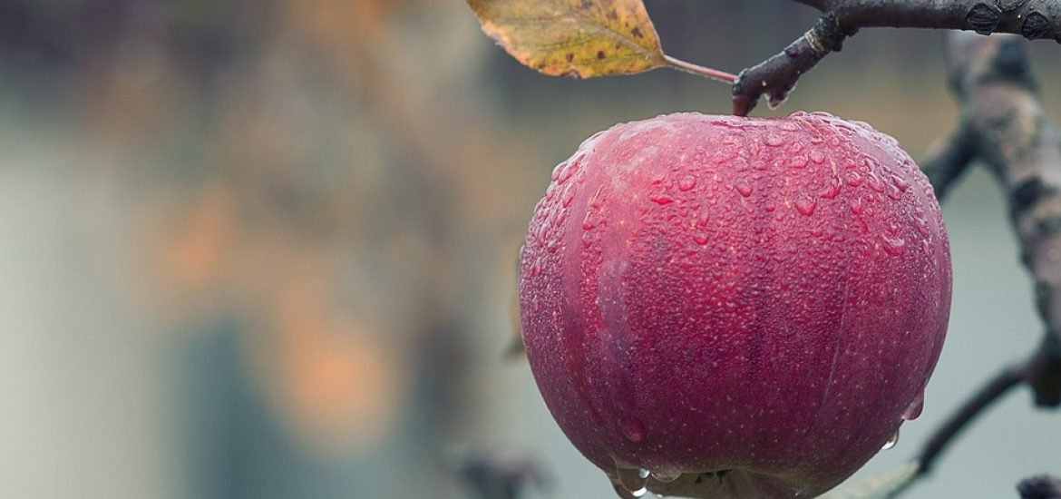 L’agriculture britannique s’inquiète d’un manque de main d’œuvre