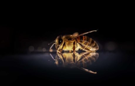 Can bees rely on humans?