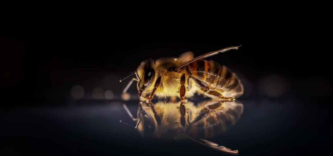 Can bees rely on humans?