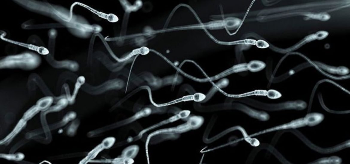 Les spermatozoïdes les plus anciens seraient plus fertiles