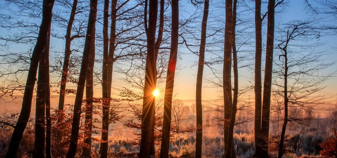 En Allemagne, les forêts souffrent du changement climatique