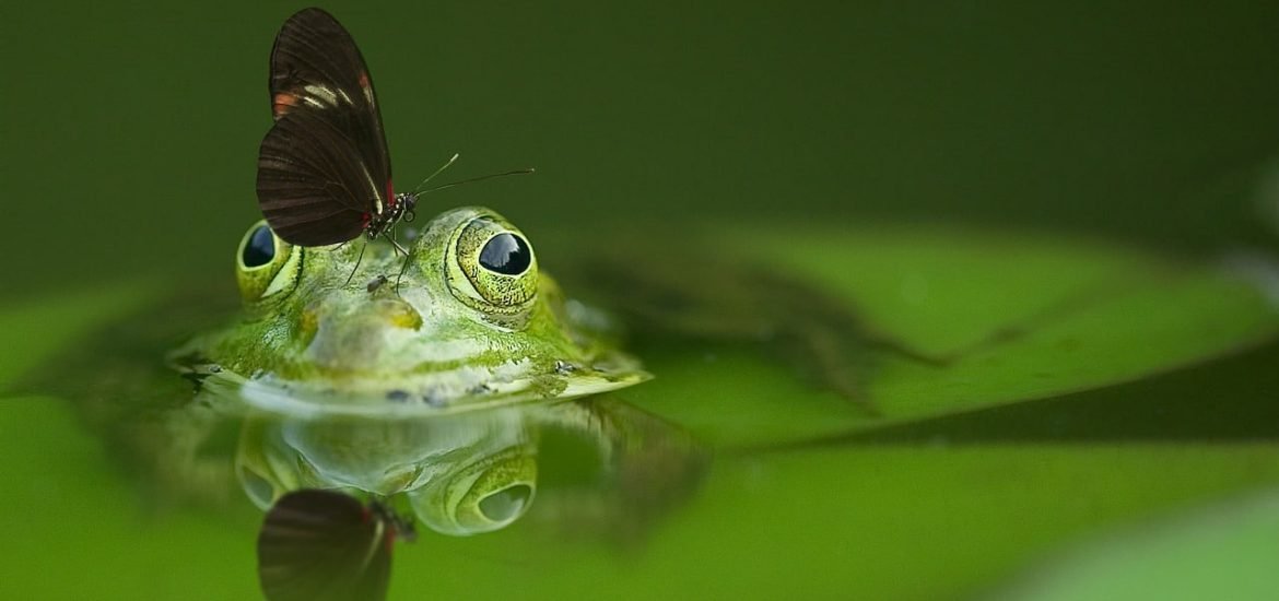 La France annonce de nouvelles mesures pour enrayer le déclin de la biodiversité