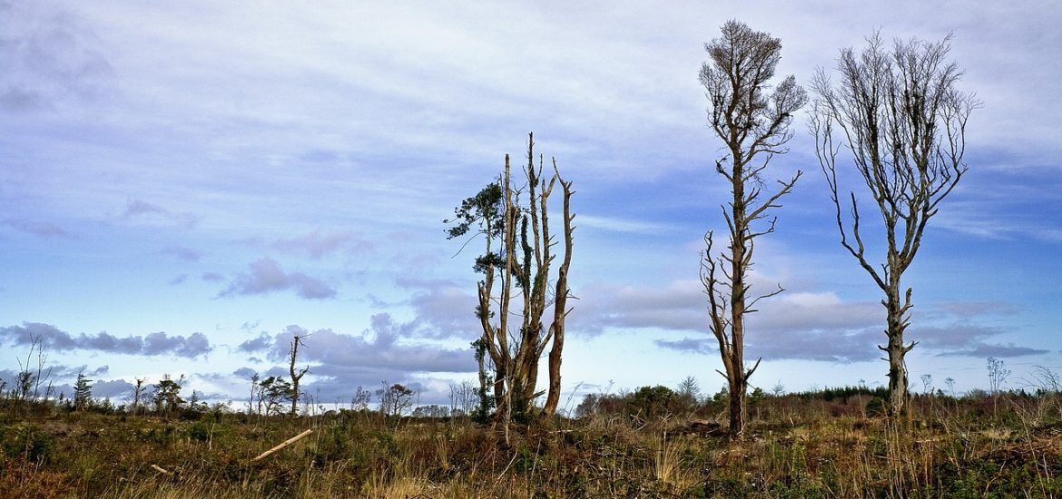 Déforestation : double peine pour l’environnement