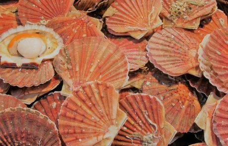 Du plastique dans nos coquilles Saint-Jacques