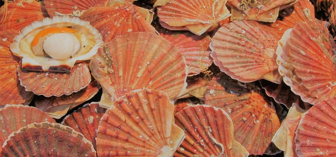 Du plastique dans nos coquilles Saint-Jacques