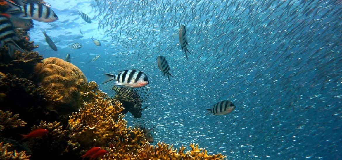 New project to make the oceans “transparent”