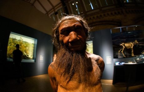 Scientists to grow mini Neanderthal brains