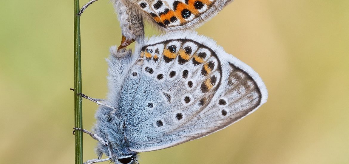Menacés d’extinction, les papillons de prairie trouvent refuge dans des mines de calcaire