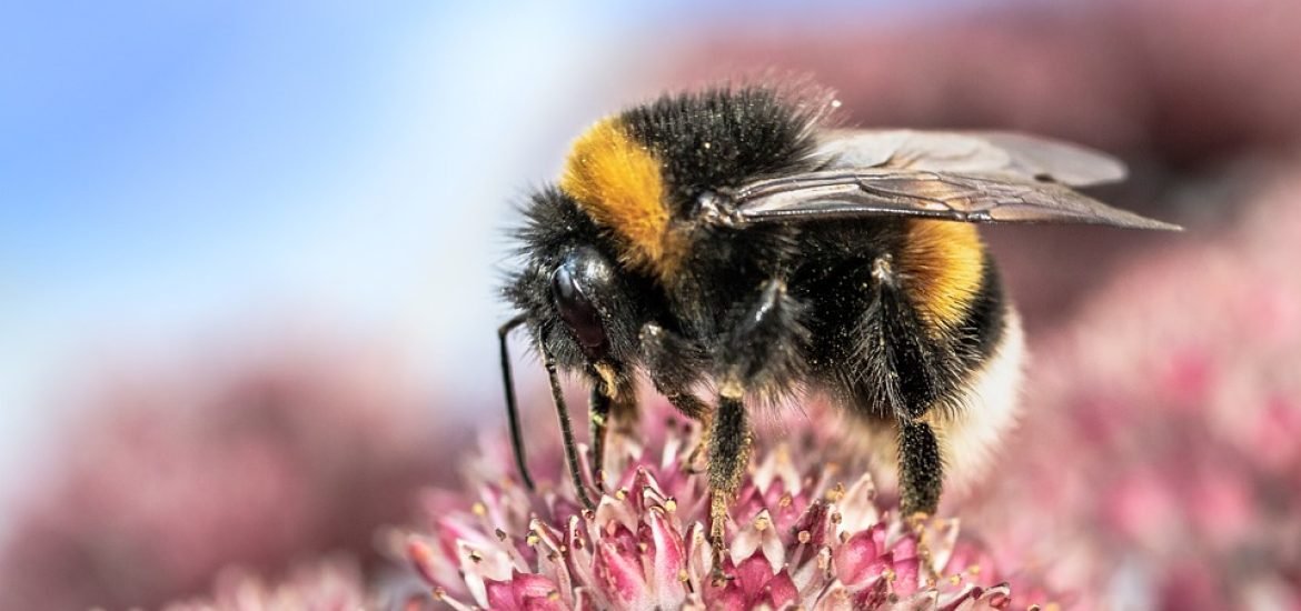 Bumblebees are quick to learn before landing