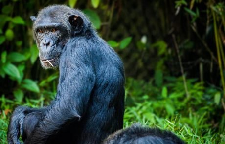 Chimpanzees communicate with each other to organise hunting trips