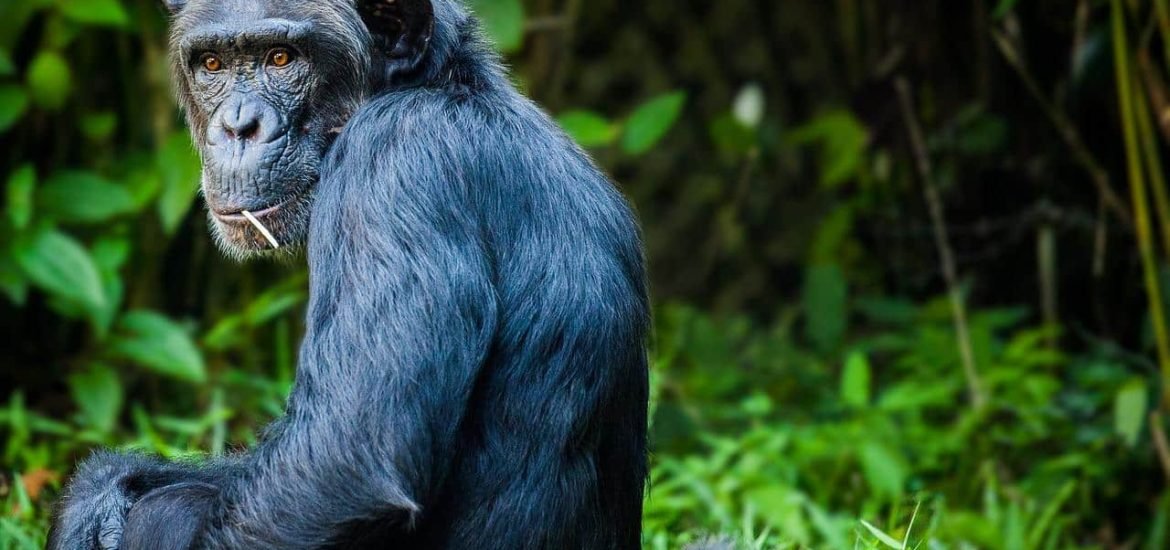 Chimpanzees communicate with each other to organise hunting trips