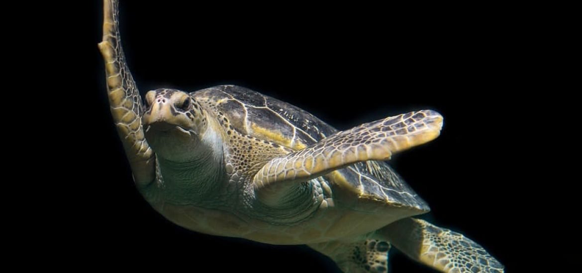 Increased number of green turtles after 50 years of protection