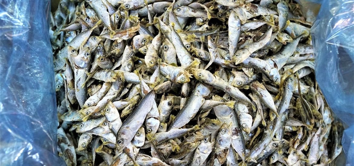 Tiny fish could help solve a big problem