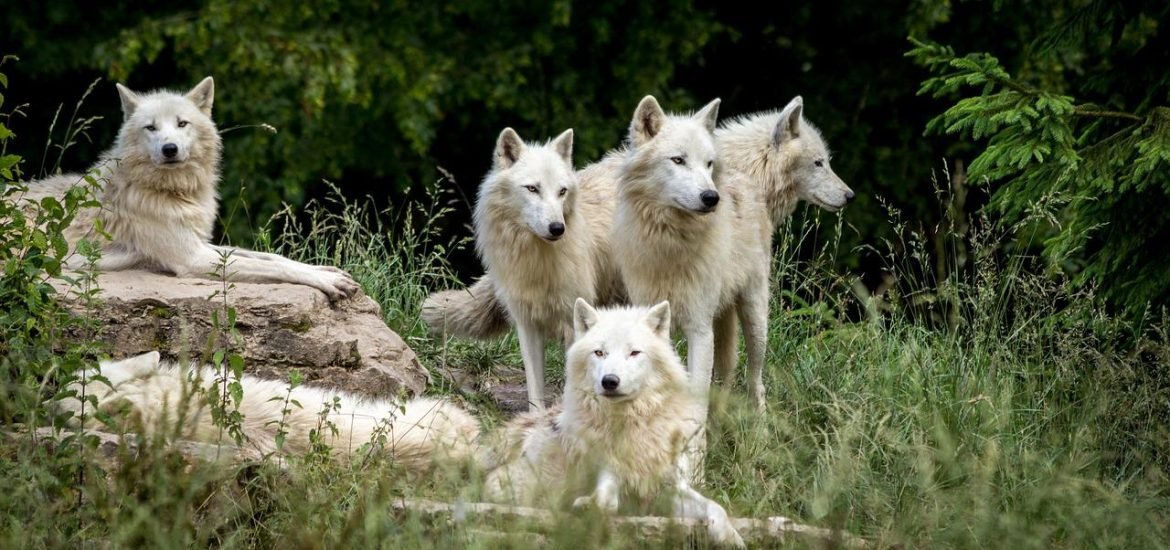 Modern dogs may have ancestry from two separate wolf populations