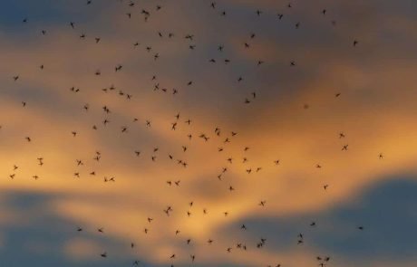 Tens of millions of insects travel to reach Cyprus and Europe